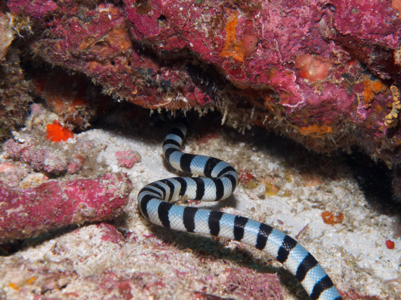 Banded Sea Snake